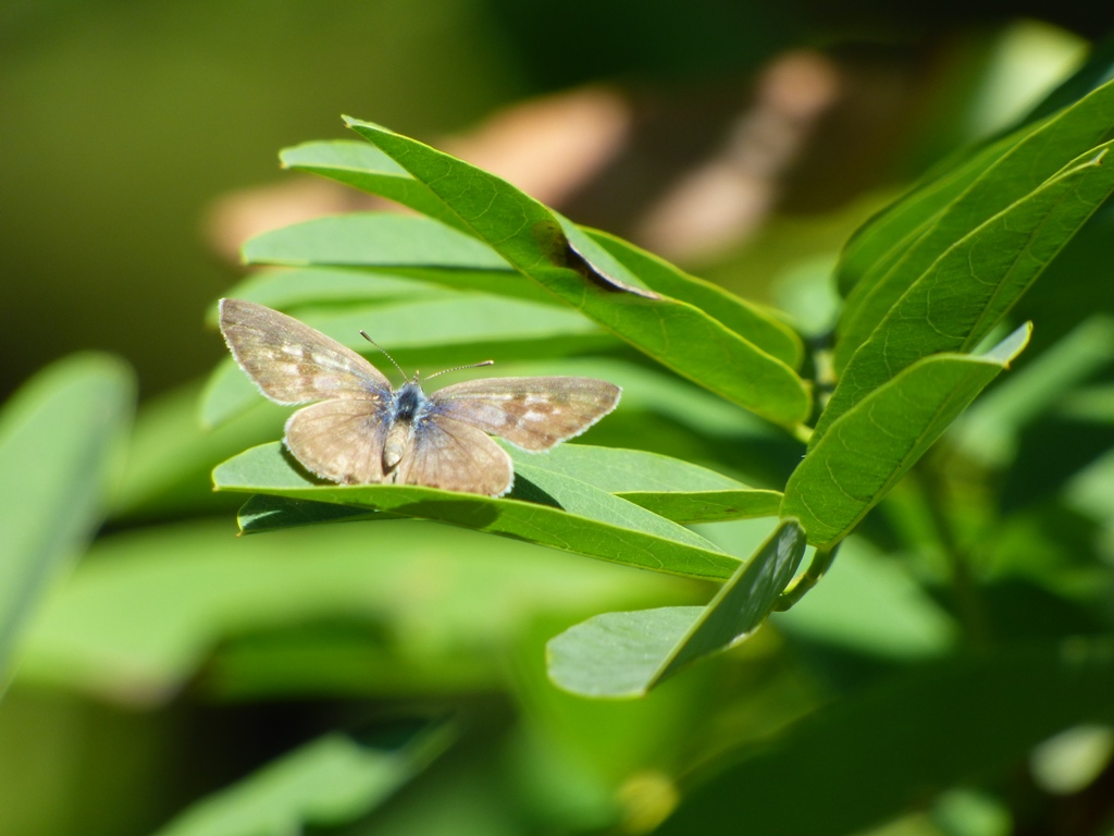 Farfalla da identificare